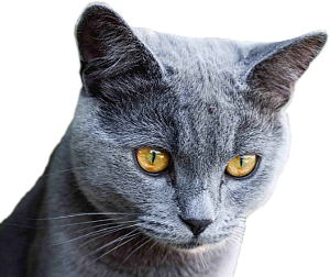 Veterinární ordinace MVDr. Martina Dalíková